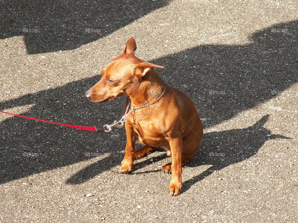 A dog on a leash