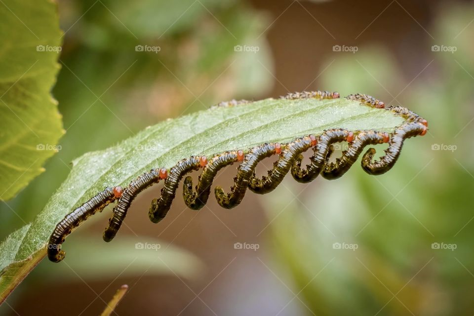 Sawfly larvae partake in disciplined synchronized feasting on an alder leaf. Raleigh, North Carolina. 