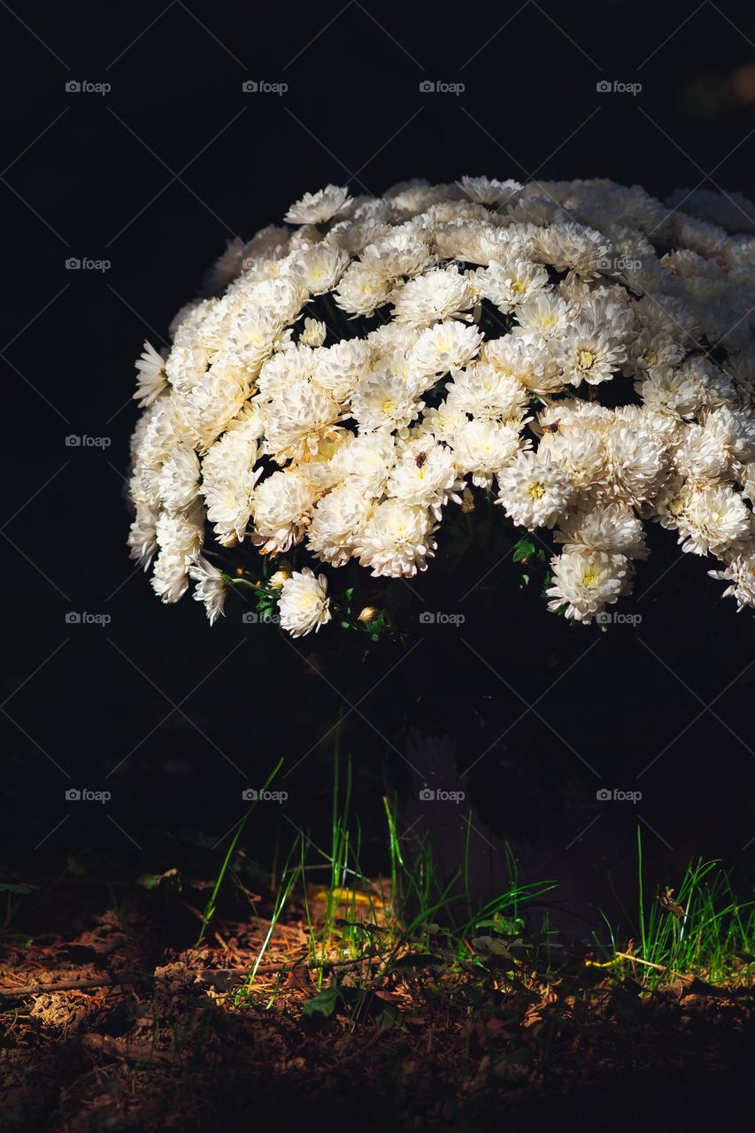 White flowers