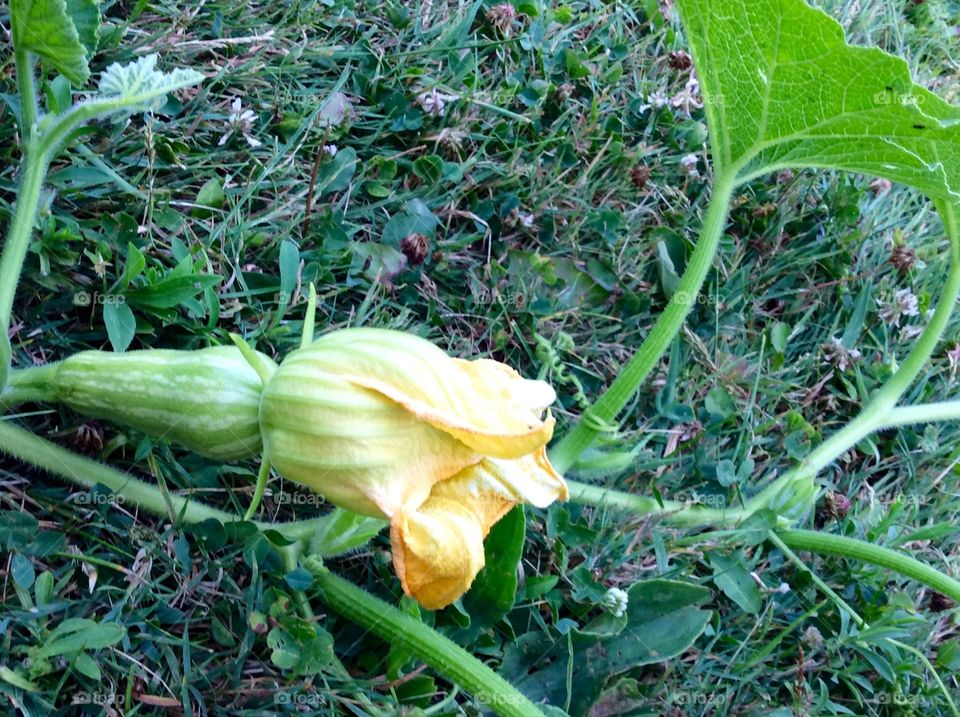 Budding butternut squash
Young butternut squash
