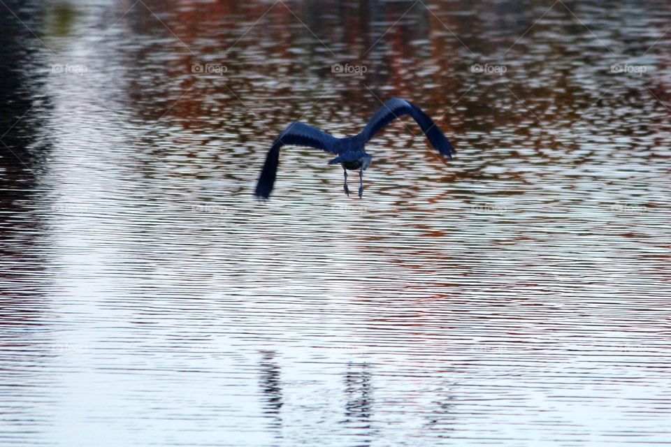 Flying Blue Heron Over Water 