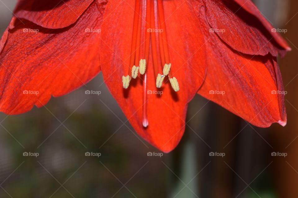 Red poppy blooming at outdoors