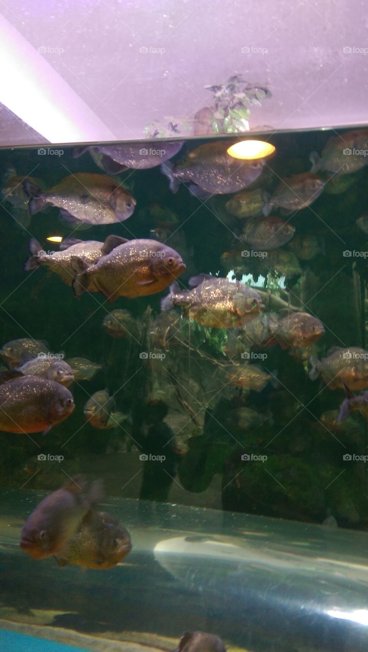 Underwater, Fish, Aquarium, Swimming, Ocean