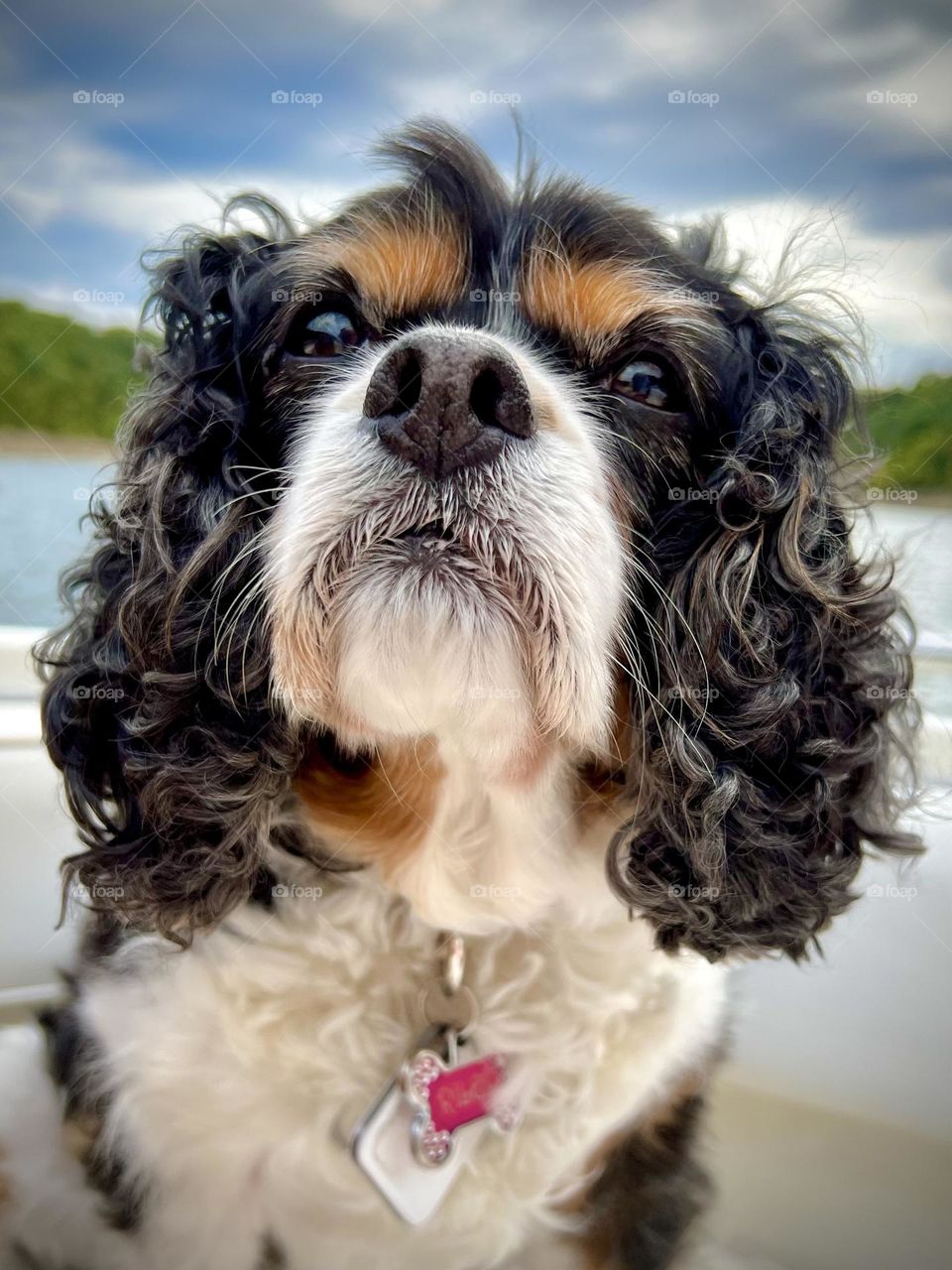 An adorable senior tricolor Cavalier King Charles Spaniel 