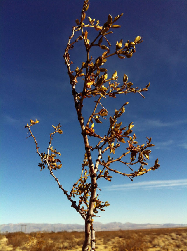 sky tree plant leaf by patrickshen