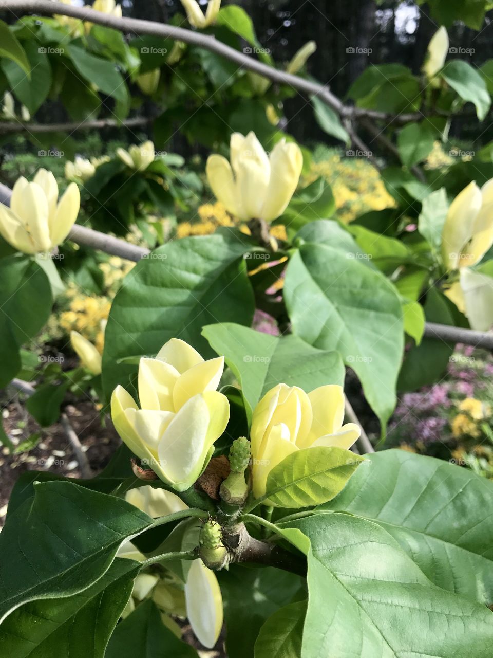 yellow magnolia in the botanical garden of the city of Kiev