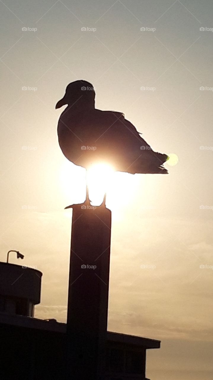 seagull at sunset in Deauville