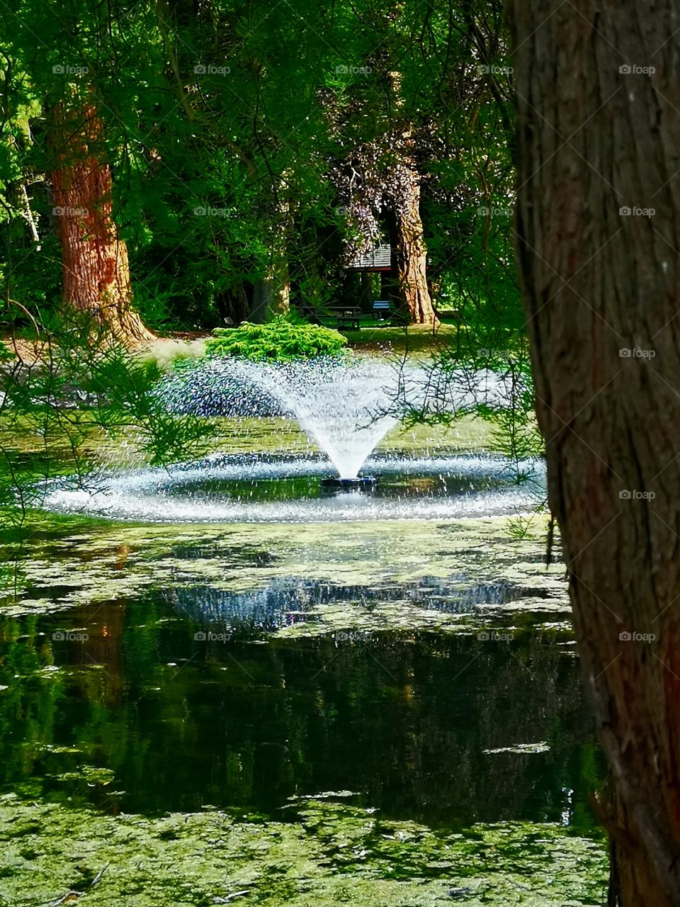 flora and fauna 2019, nature, green, trees, water,