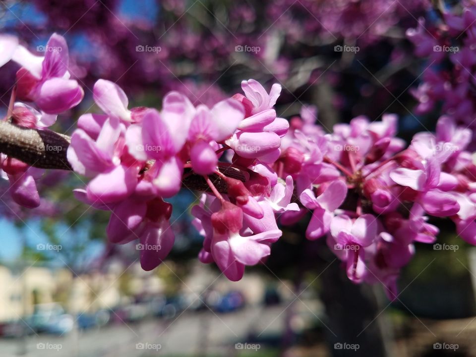 floral pink