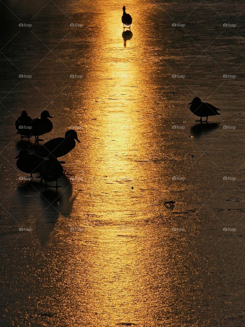 wild ducks on a frozen lake