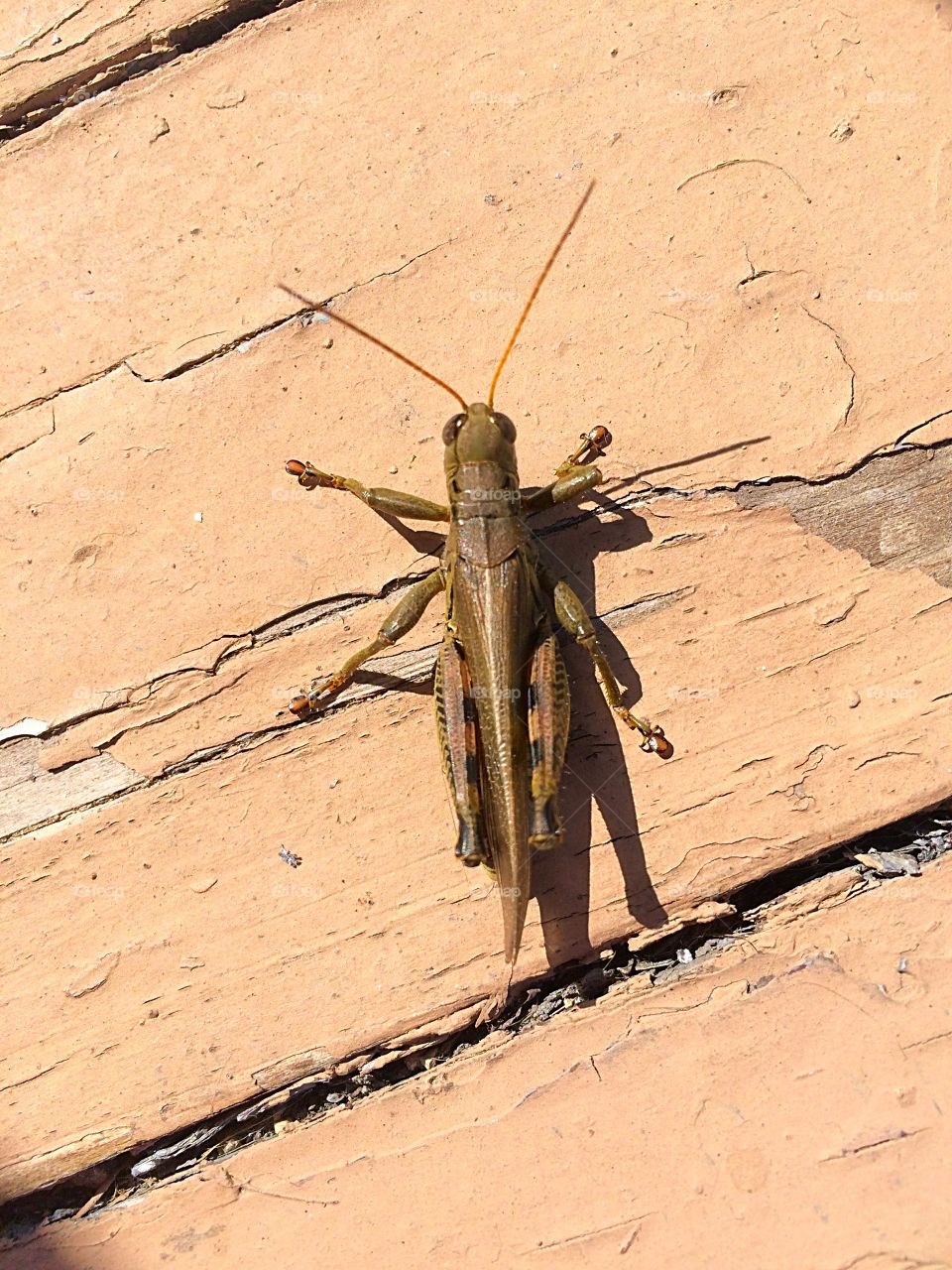 Grasshopper in the sun 
