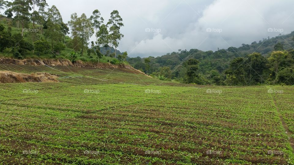 vegetables plantation