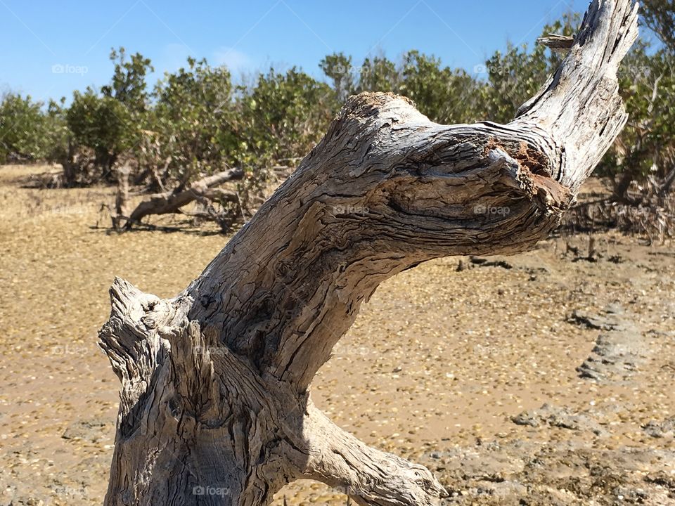 Mangrove deadwood at low tide