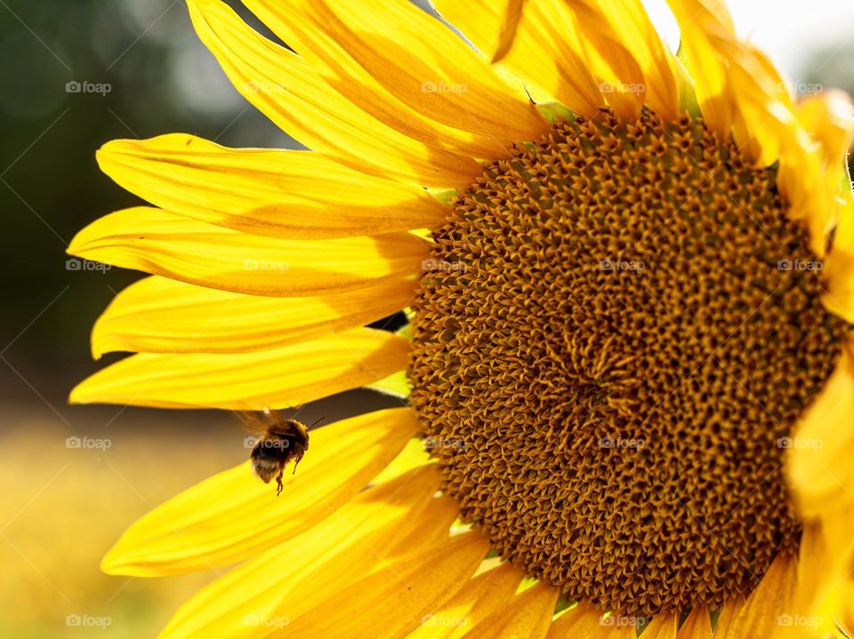 A bee flies towards a large yellow sunflower 