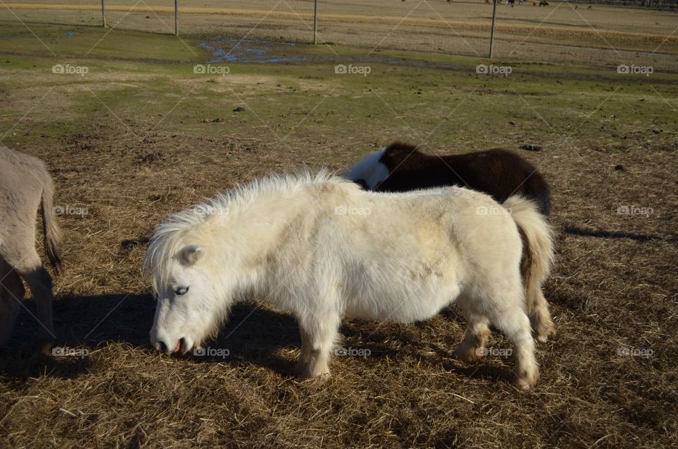 Two Shetland ponies in a pasture 