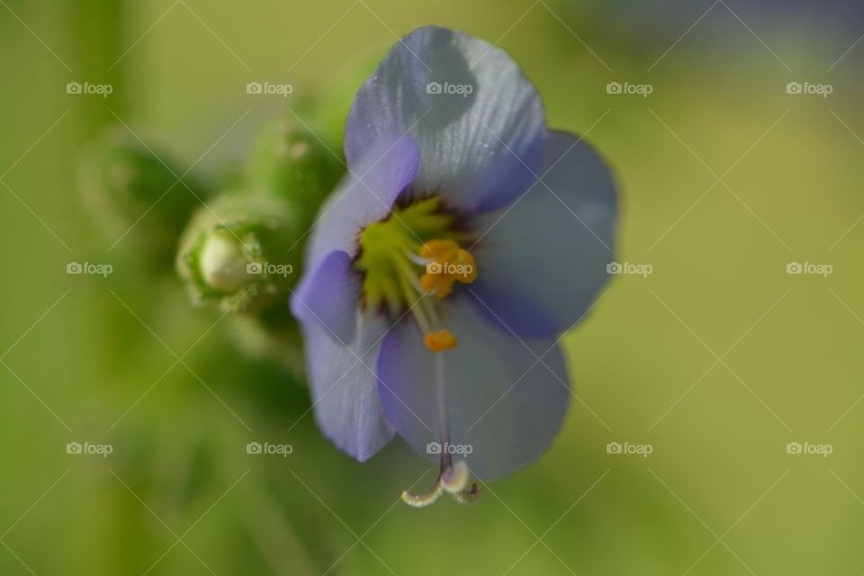 purple flower and buds