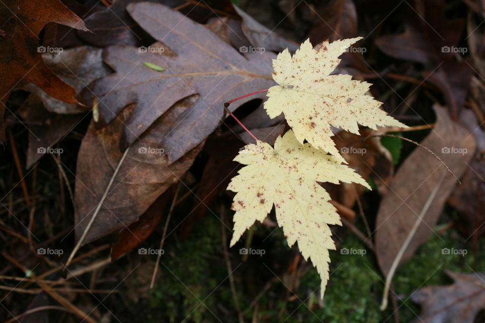 Autumn leaves