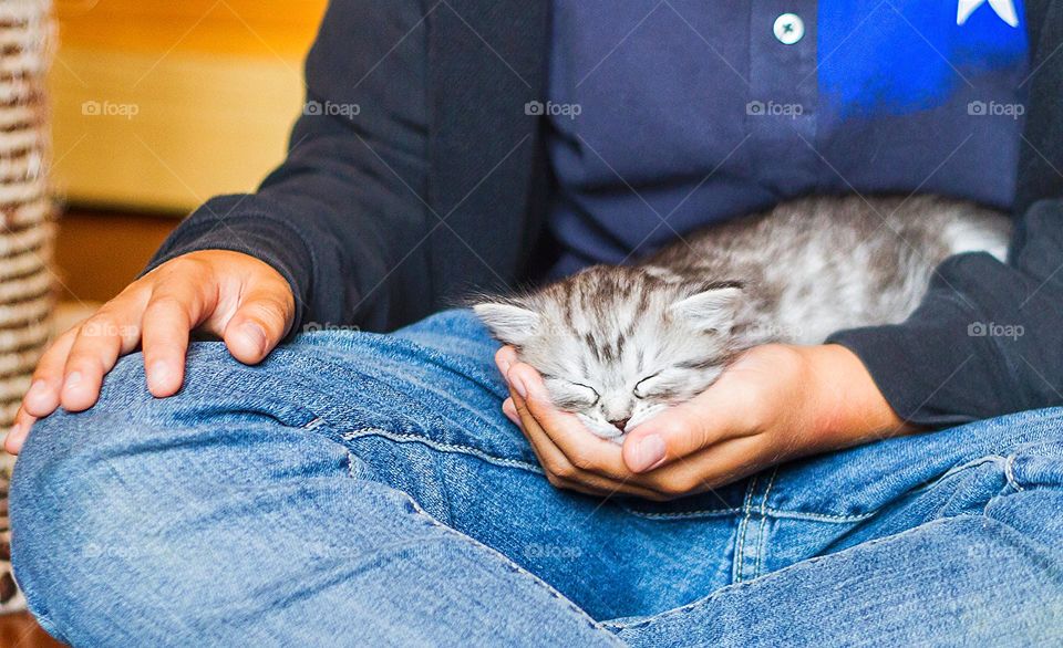 Cute little kitty sleeps in the hand of a baby. Grey Silver version of siberian cat. Instagram @massimocattaneo_foto
