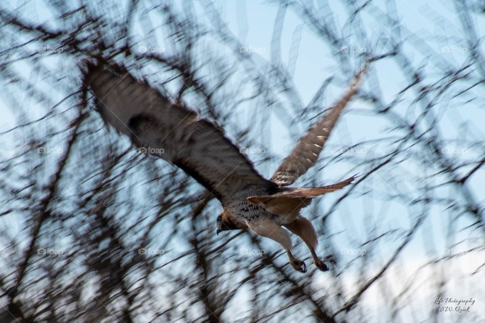Red Tail Hawk On The Run