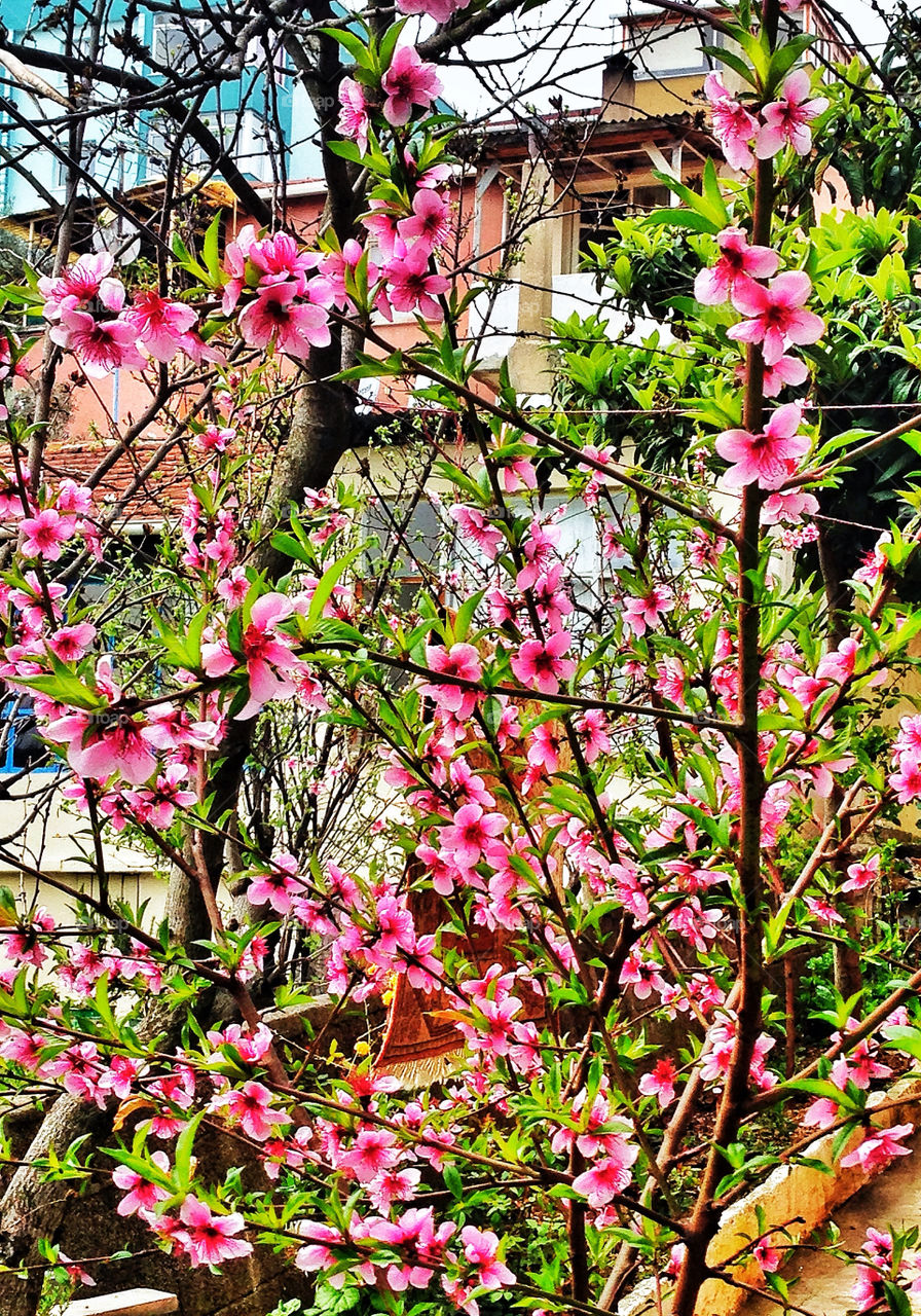 Pink flower tree