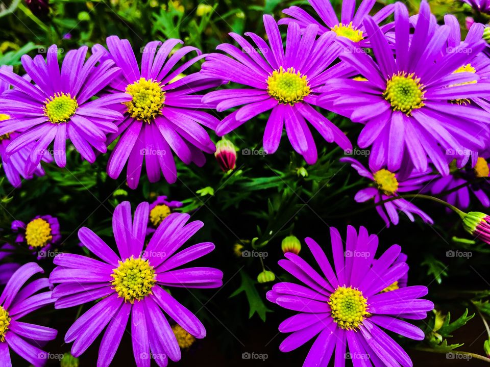 Purple flowers blooming