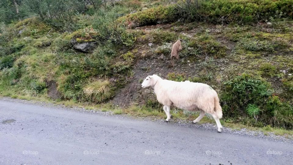 The rough nature in Norway