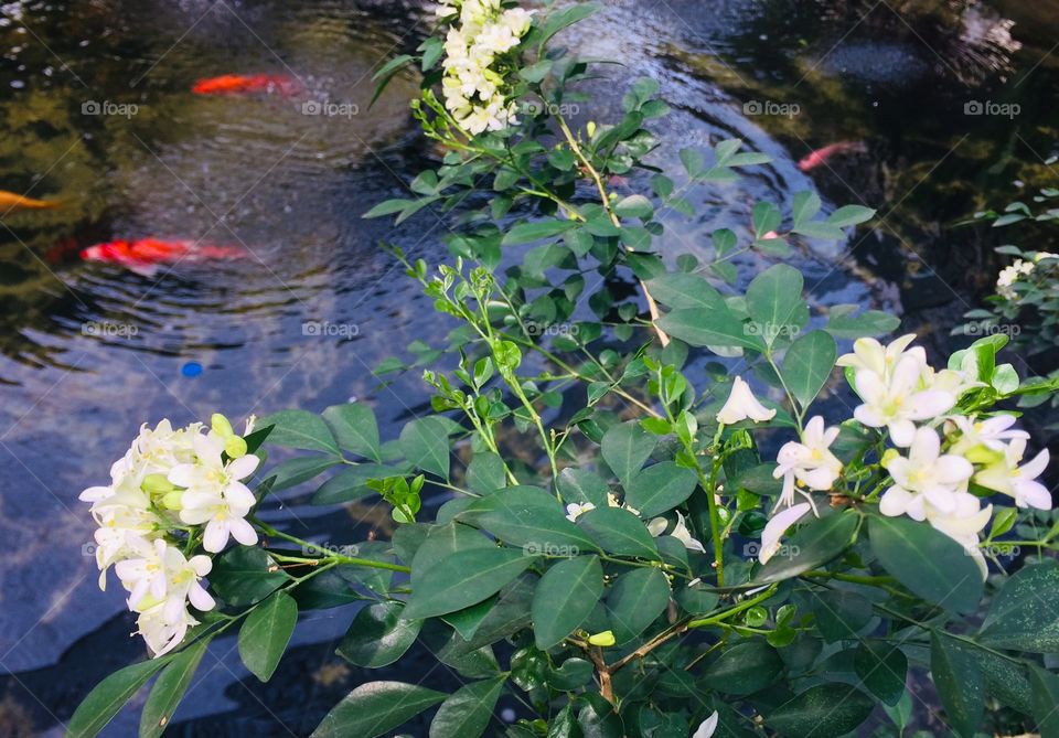 Water #fish# flower#green#tree