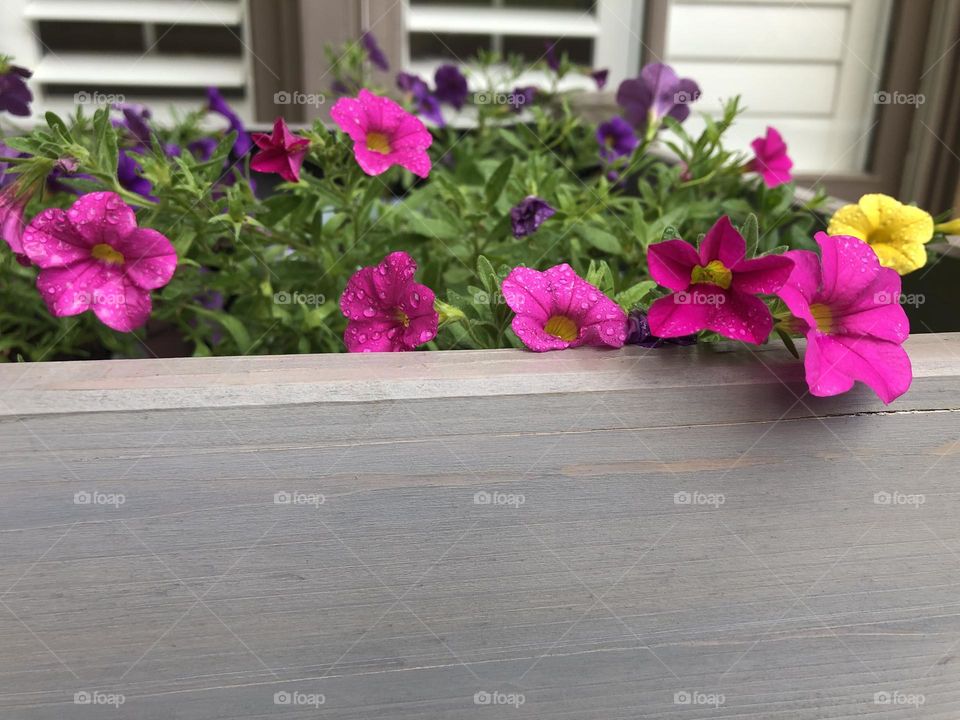 Pretty in pink petunias