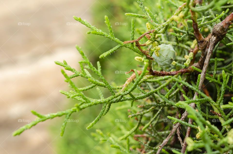 Capressus Macrocarpa Closeup