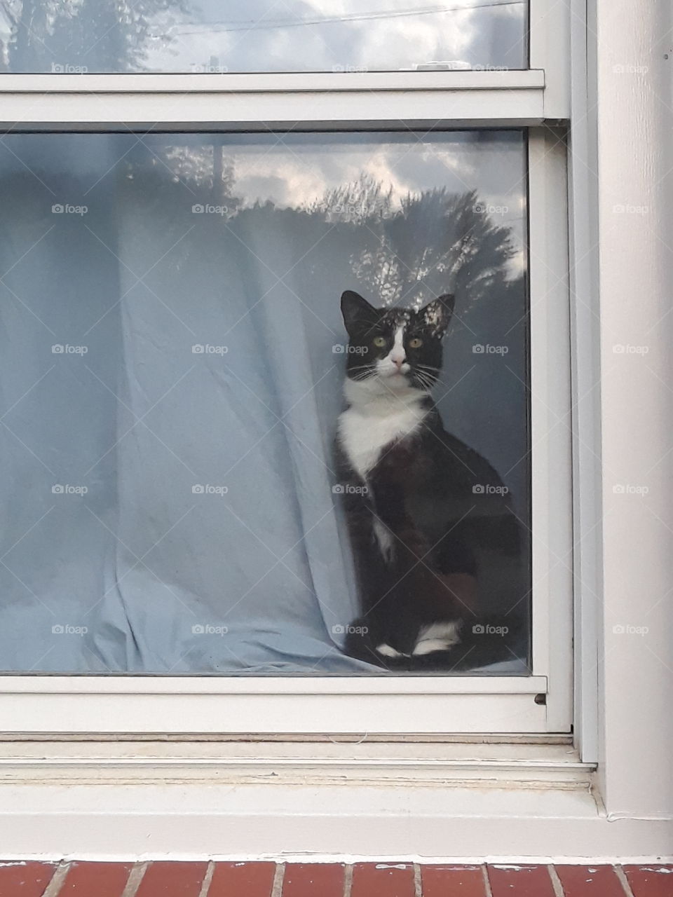 inquisitive cat in the window