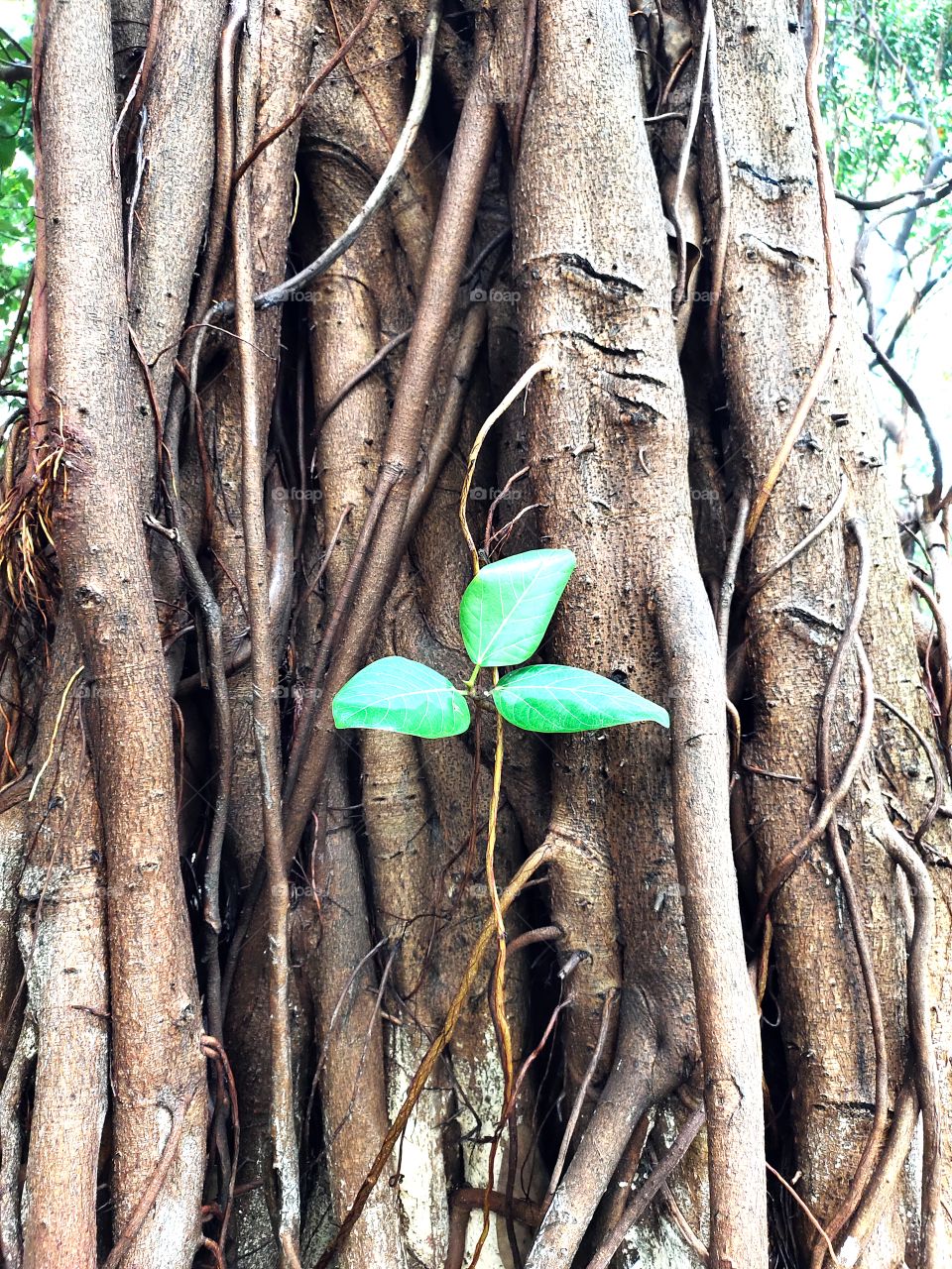 Growing Plant 🌱
At  Baniyan Roots
Amazing Nature
Flora