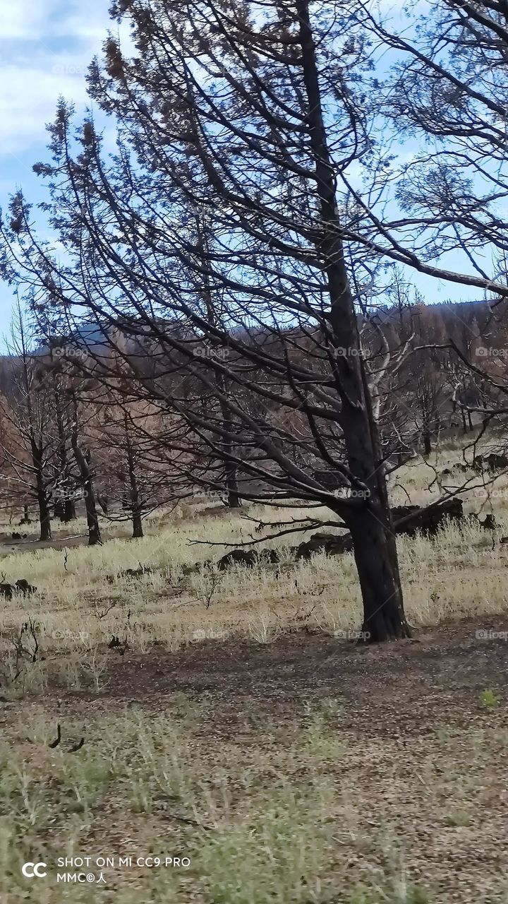 trees and forest series