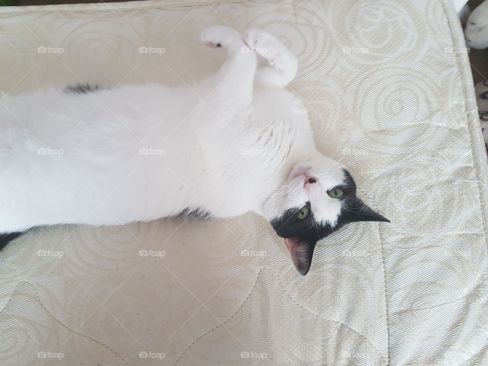 Bunny Charlie pose! Wait who is it Charlie cat oh he's a bunny!