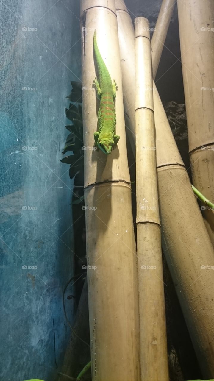 Green lizard and a bamboo
