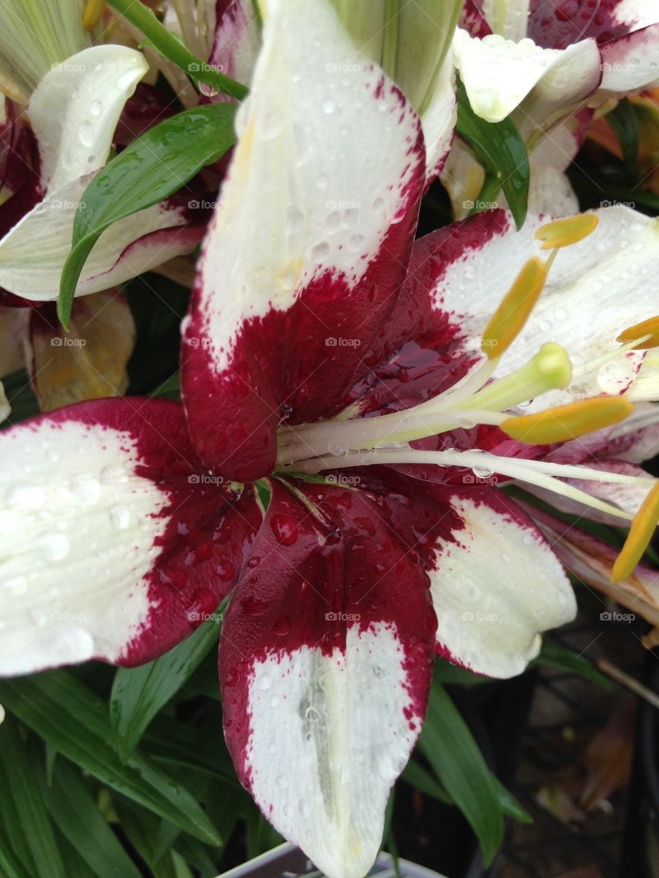 Dew drops on lily flowers