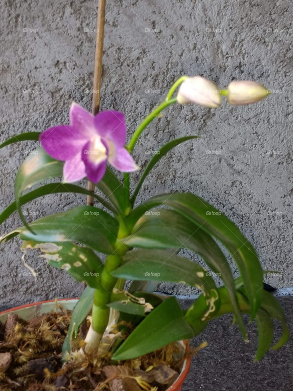 orquídea cor roxa
