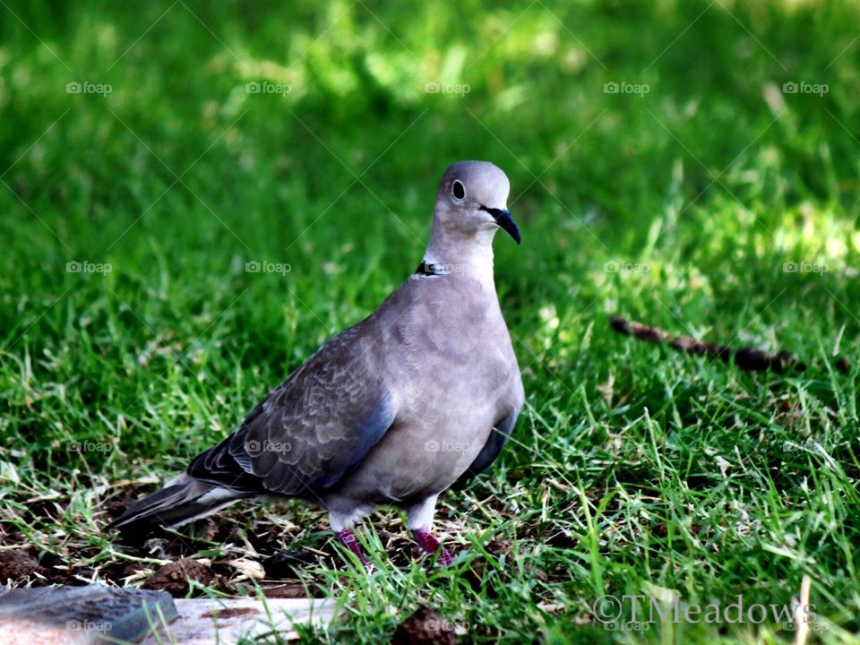 Eurasian collared Dove 