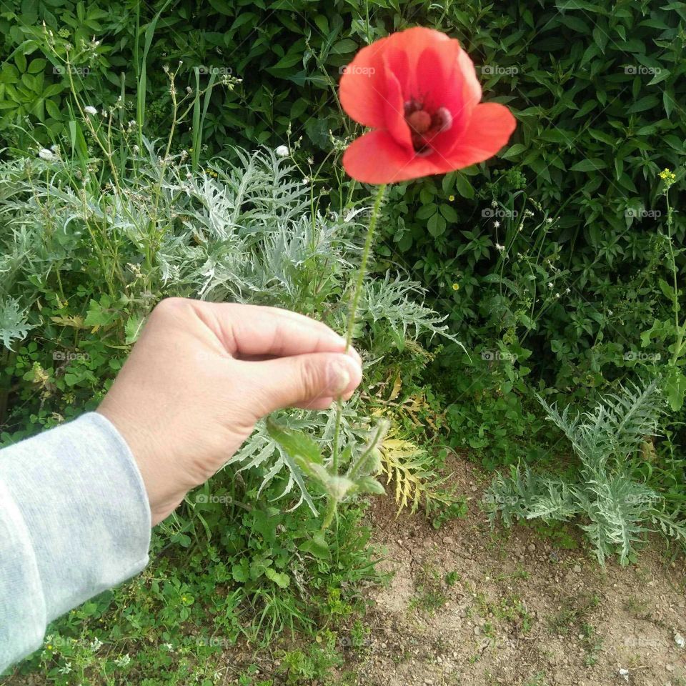 Im holding a beautiful red flower.