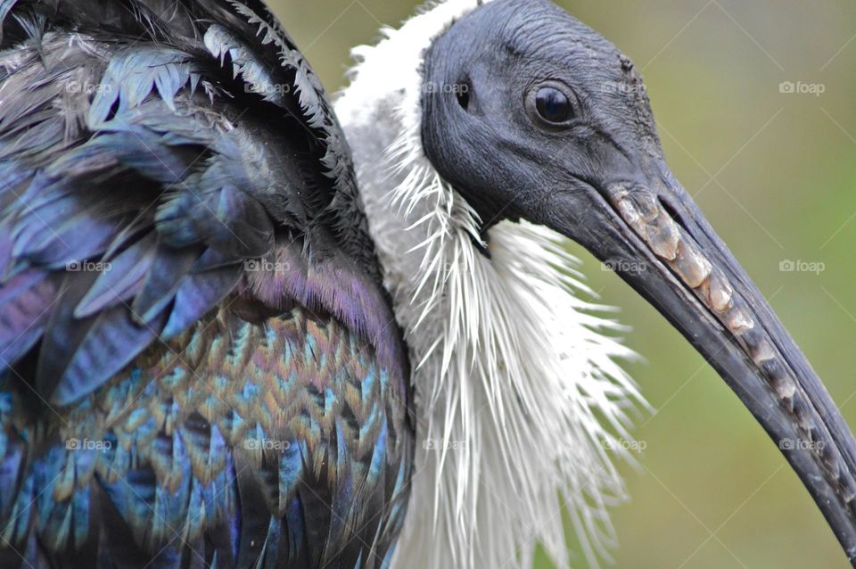 particular bird with a long beak and white, blue and purple feathers