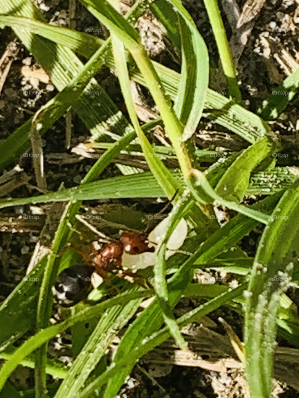 Ant in the grass 
