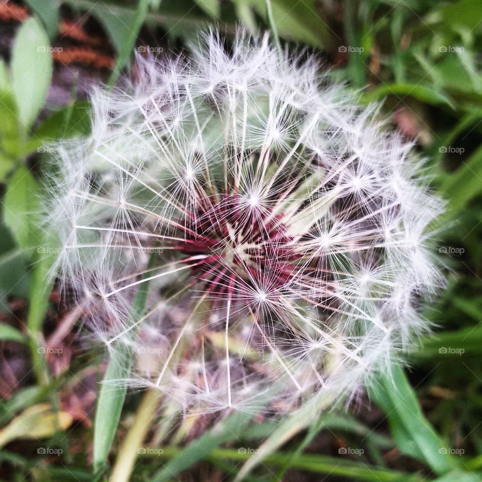 dandelion