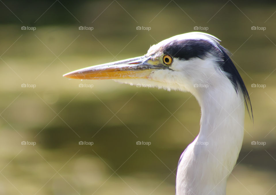 Heron close up