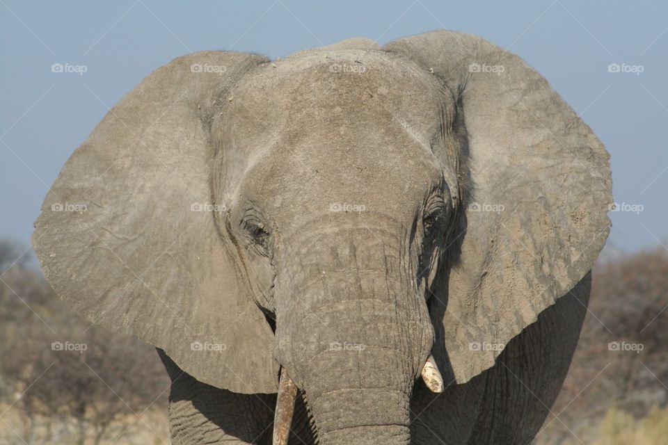 Elephant