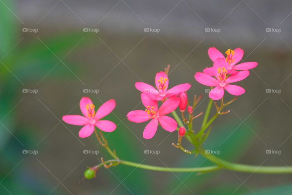 pink flowers