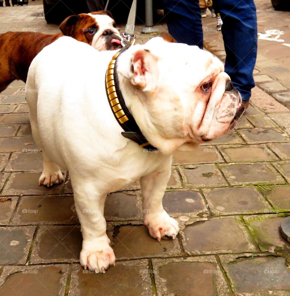 cute English Bulldog