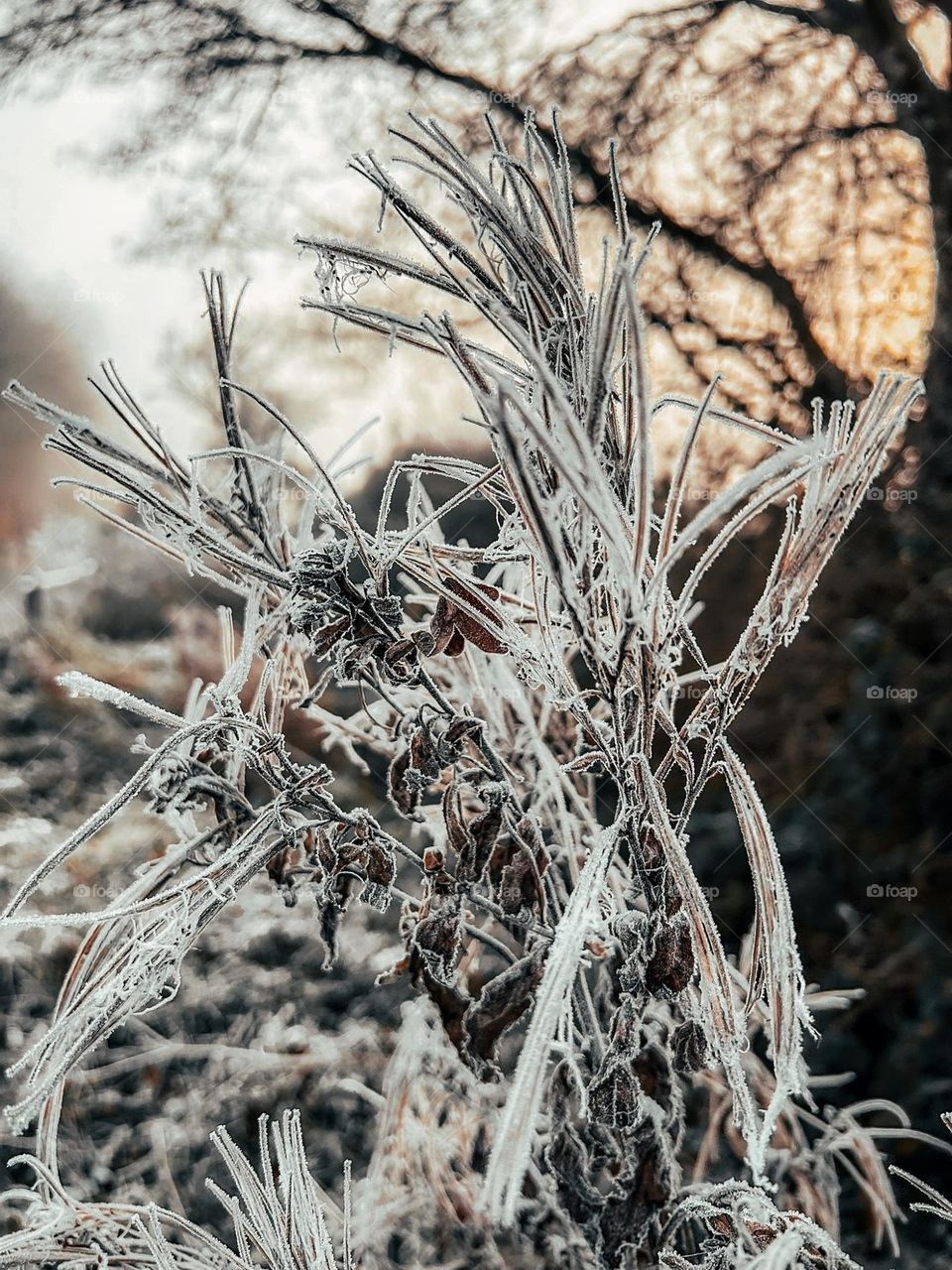 Frosty