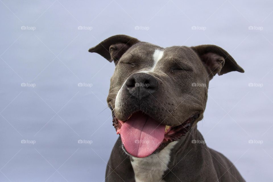 Close-up of a dog with mouth open