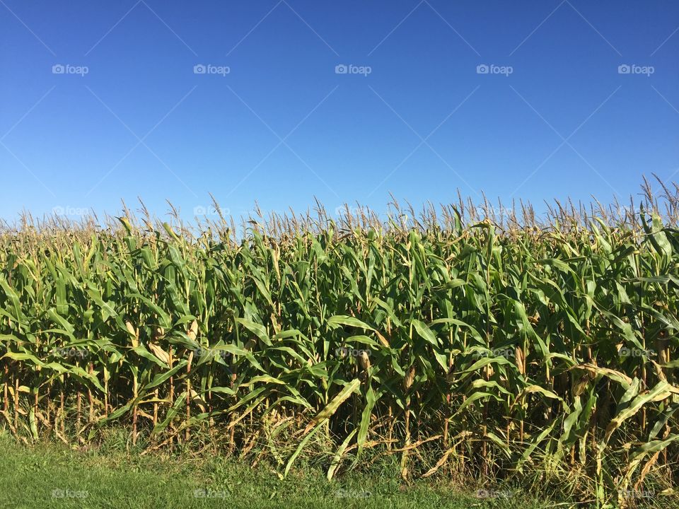 Take a walk through a corn maze