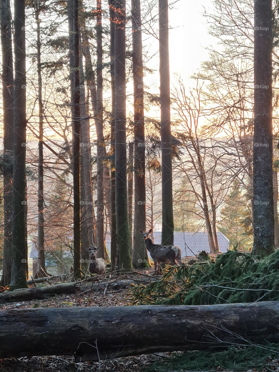 deer in the forest