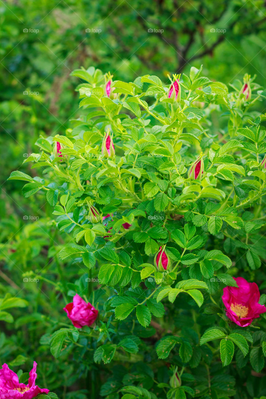 Blooming dog roses